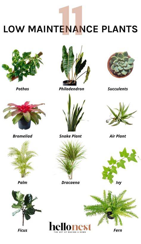 19 Low Maintenance Plants & Shrubs That Will Give … - raincitystudios.com