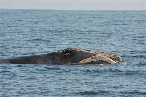 19 North Atlantic right whales get new names: Jagger, Kermit, Marilyn Monroe, Waldo among group