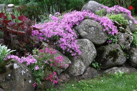 19 Plants That Help Control Erosion - Complete … - raincitystudios.com