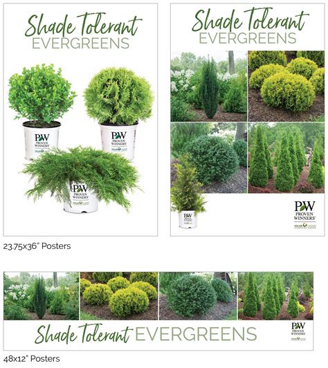 19 Shade-Tolerant or Shade-Loving Evergreens - raincitystudios.com