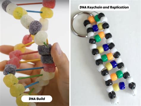 19 Engaging Dna Replication Activities Teaching Expertise Dna Activities For Elementary Students - Dna Activities For Elementary Students