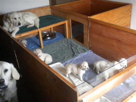 19 kennel ideas dog kennel, whelping puppies, pregnant dog