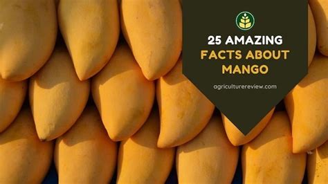 19 mango info