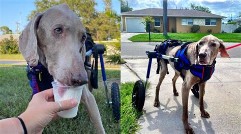 19-year-old dog finds new life and mobility in Florida foster home after shelter surrender