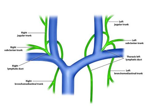 19.1A: Structure of the Lymphatic System - Medicine LibreTexts