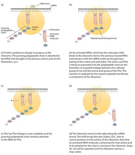 19.4 Protein Synthesis and the Code Chemistry LibreTexts