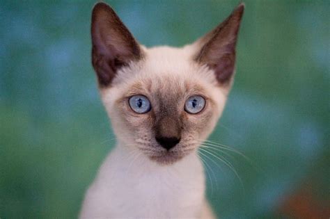 199 Creative Siamese Kitten Names LoveToKnow Pets