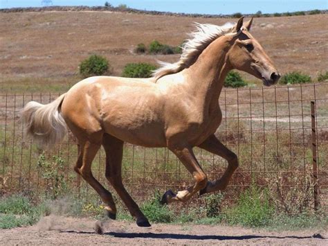 1997 palomino colt specs.  View & download of more than 1 Palomino PDF user manuals, service ...