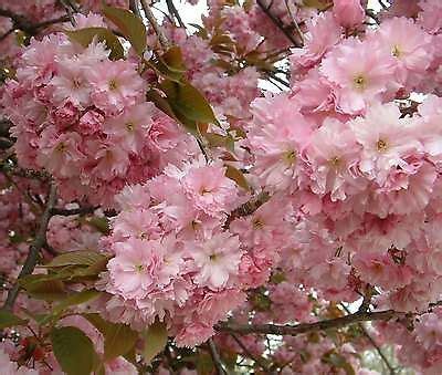 1X 3-4FT MINI DWARF PRUNUS KANZAN TREE - eBay