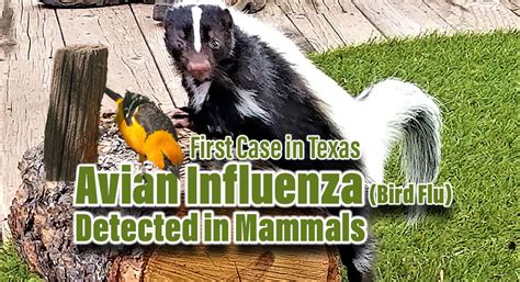 1st Texas case of avian influenza in mammal confirmed in skunk