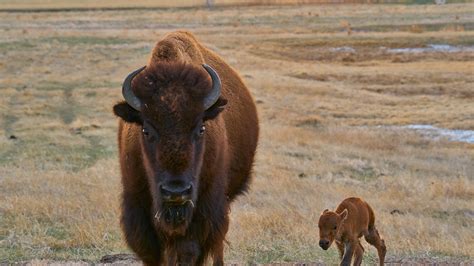 1st baby bison of season welcomed at Rocky Mountain Arsenal