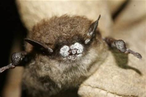 1st case of deadly disease found in Colorado bat