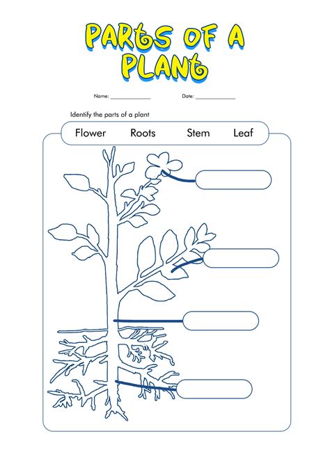 1st Grade Plant Labeling Worksheet   Plants Label The Parts By Teacheru0027s Brain Cindy - 1st Grade Plant Labeling Worksheet
