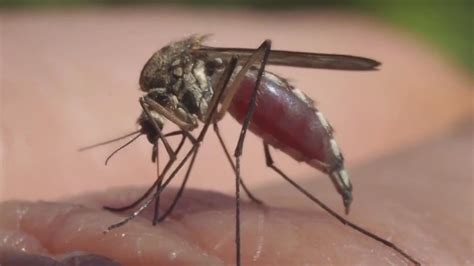 1st human West Nile case found in Jefferson County