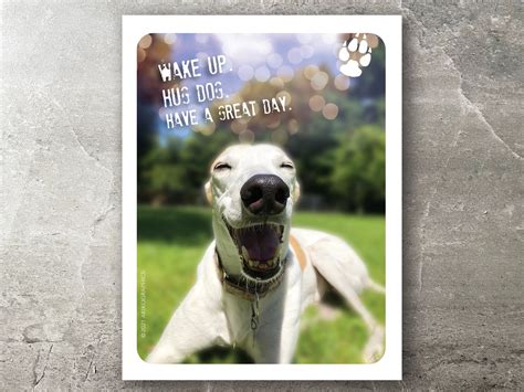 1xbet greyhound cards