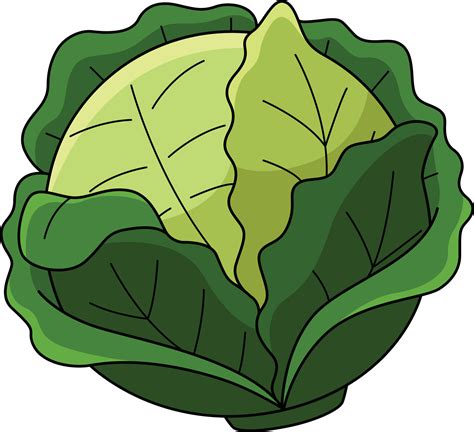 2,808 Cabbage Clip Art Illustrations & Clip Art - iStock