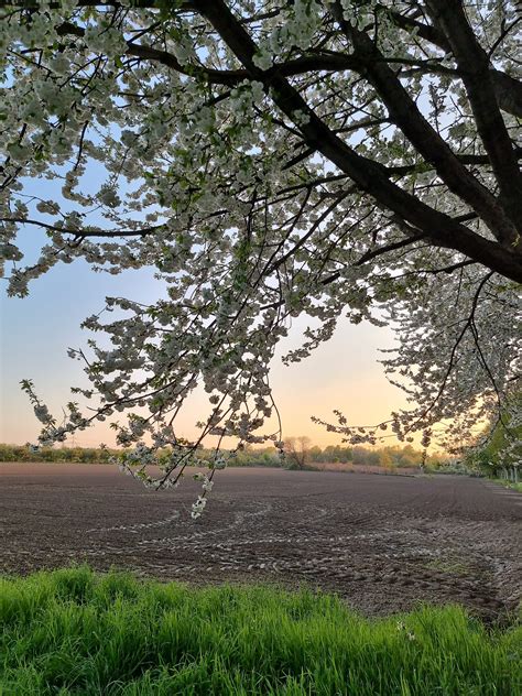 2 | Sortir Ikan Nila Besar Manfaatnya, tapi Gak Boleh Asal-Asal ... - muktibox.com
