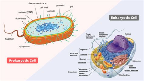 2 3 Prokaryotic And Eukaryotic Cells Biology Libretexts Prokaryotic Cells Vs Eukaryotic Cells Worksheet - Prokaryotic Cells Vs Eukaryotic Cells Worksheet