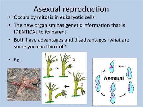 2 36 Asexual Vs Sexual Reproduction Biology Libretexts Offspring In Science - Offspring In Science
