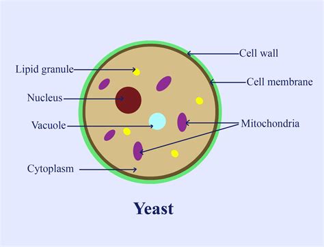 2 57 Yeast Biology Libretexts Yeast Science - Yeast Science