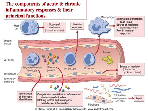 2 Acute Inflammation Steps and Pathologies docx