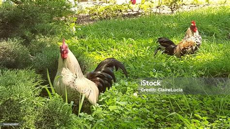 2 Cocks Onlyfans Leak