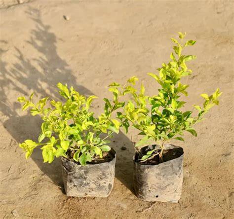 2 Duranta Yellow Live Plants - Bright Foliage, Drought Tolerant - raincitystudios.com