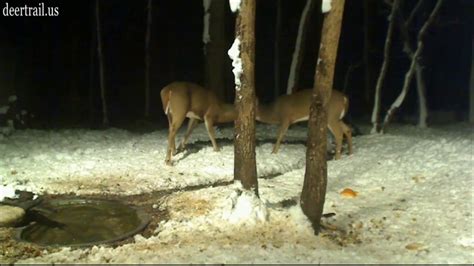 2 Deer Bucks Butting Heads - YouTube