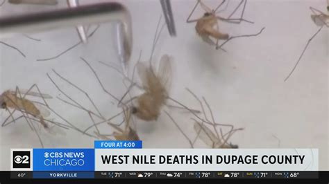 2 DuPage County residents die from West Nile virus