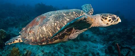 2 Liveaboards in Turks and Caicos - LiveAboard.com