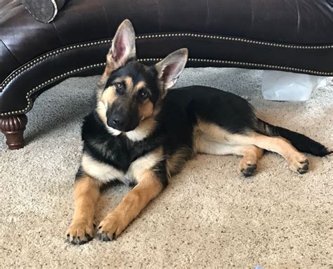 2 Month Old German Shepherd Puppy For Sale
