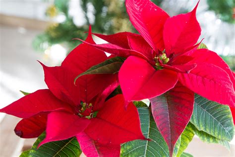 2 Pcs Sequin Poinsettia Adornos Para De Red Ornament eBay