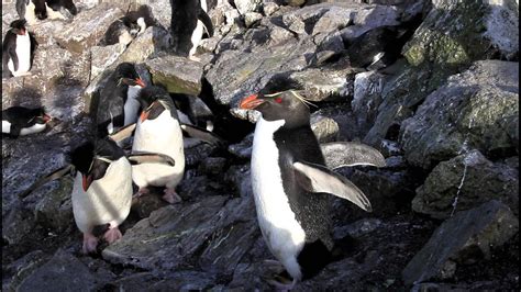 2 Rockhopper Penguins fight on rock very close to camera