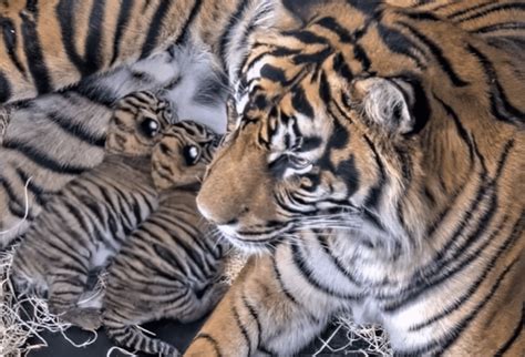 2 Sumatran tiger cubs born at Safari Park