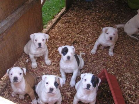 2 Week Old American Bulldog Puppies