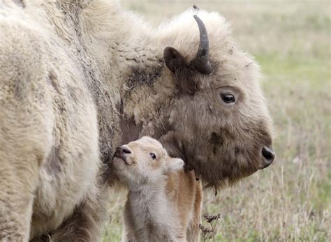 2 baby bison born in Dakota County park come as a ‘wonderful surprise’
