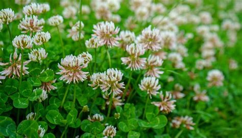 2 Common Spring Weeds Clover And Sticky Chickweed Chickweed Lawn Weeds With White Flowers - Chickweed Lawn Weeds With White Flowers