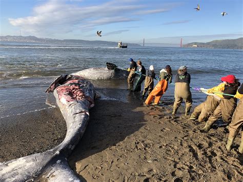 2 dead gray whales spotted in Marin County over the weekend