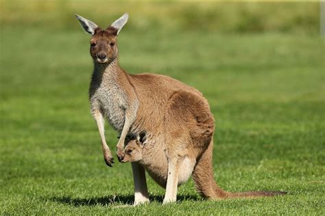 2 el kanguru