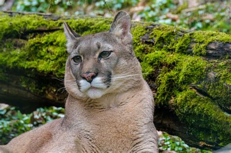 2 endangered Florida panthers struck and killed by vehicles, officials say
