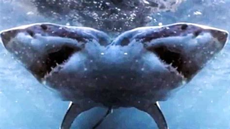 2 Headed Shark