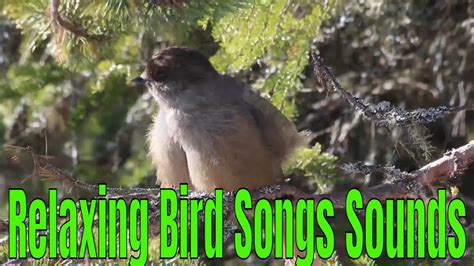 2 hours of Relaxing Bird Songs Sounds in Forest - YouTube