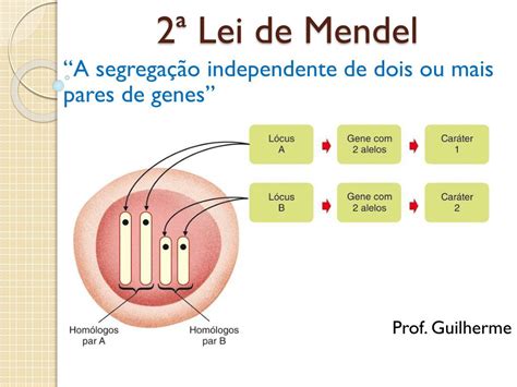 2 Lei De Mendel