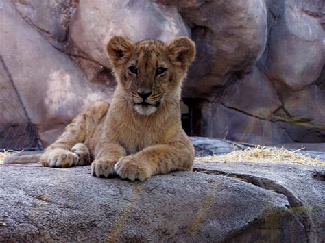2 lions born at Denver Zoo will be transferred to other zoos in effort to save species