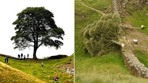 2 men arrested in an investigation into a famous tree that was felled near Hadrian’s Wall in England