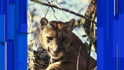 2 more endangered Florida panthers struck and killed by vehicles, wildlife officials say