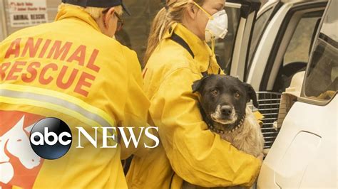 2 people, turtle, dog, rat rescued from fire in Orange County