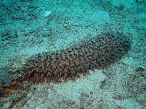 2 plead guilty to trafficking sea cucumbers