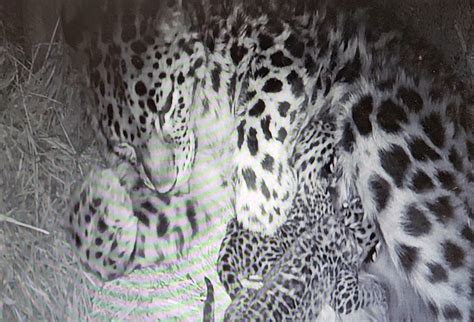 2 rarest leopards in the world born at CMZoo
