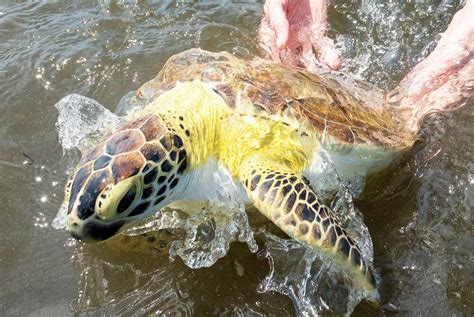 2 sea turtles released from Matheson Hammock Park after having fish hooks removed